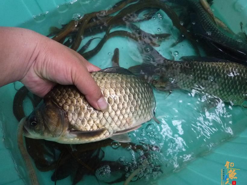 留三条回家,每条一斤半往上,爽吧!