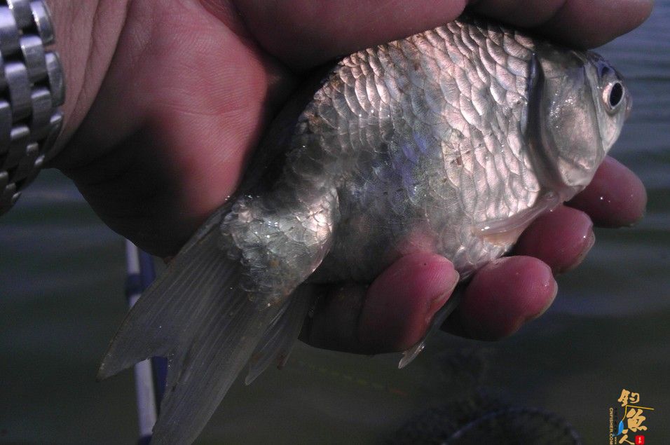 中国钓鱼人网钓友钓起一条畸形鲫鱼 图