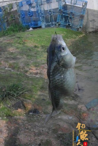 中国钓鱼人网钓友钓起一条畸形鲫鱼 图