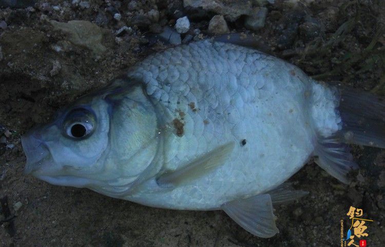 中国钓鱼人网钓友钓起一条畸形鲫鱼 图