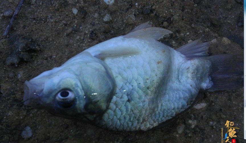 中国钓鱼人网钓友钓起一条畸形鲫鱼 图