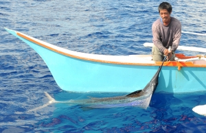 锡亚高国际垂钓比赛正式举行 一名渔夫钓起一条巨大旗鱼