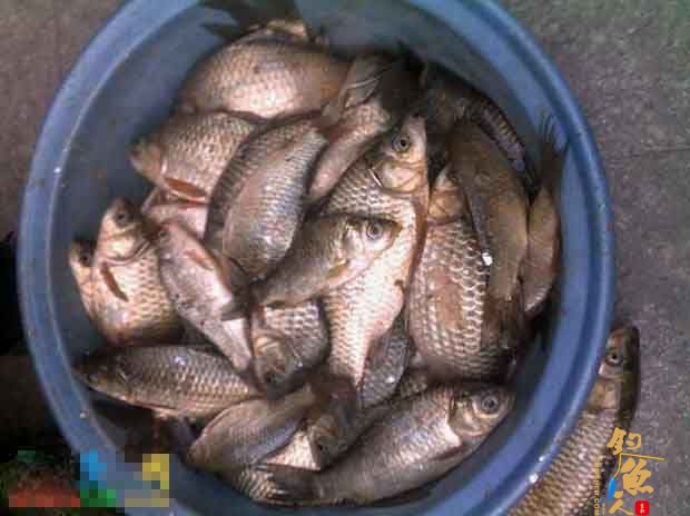 开对鲫鱼饵,鲫鱼上不断 图