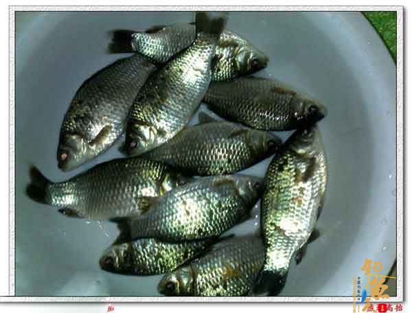 钓鲫鱼自制薯香鲫鱼饵料状态好拉饵