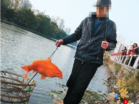 钓爱好者在牟平沁水河钓上条大红鲤鱼 图