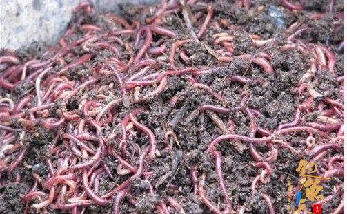 使用蚯蚓钓鱼时选择蚯蚓和装钩技巧