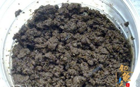 钓黄颡和鲶鱼的好鱼饵-极品蚯蚓饲养过程