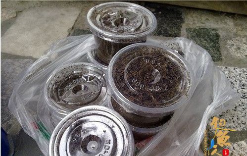 钓黄颡和鲶鱼的好鱼饵-极品蚯蚓饲养过程