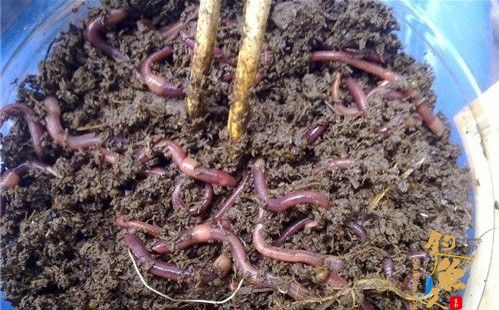 钓黄颡和鲶鱼的好鱼饵-极品蚯蚓饲养过程