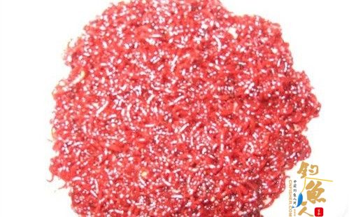 冬季钓鱼红虫钓饵如何保存?图解