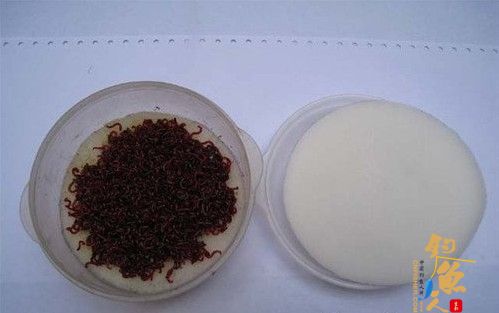 冬季钓鱼红虫钓饵如何保存?图解