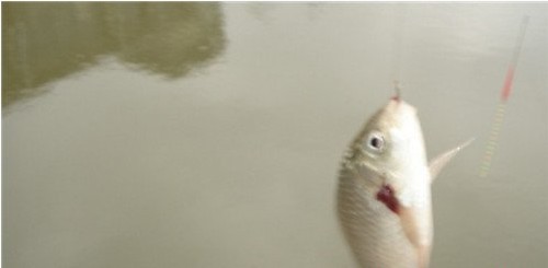 红虫拉饵的配制和使用方法