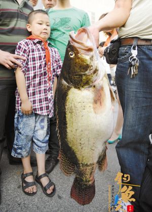 较量近20分钟 江苏徐州市民蔡先生钓上15.86斤大鳜鱼 图