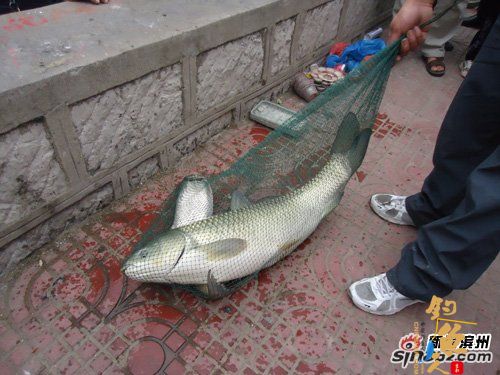 蒲湖里钓了只40多斤的“鱼精”