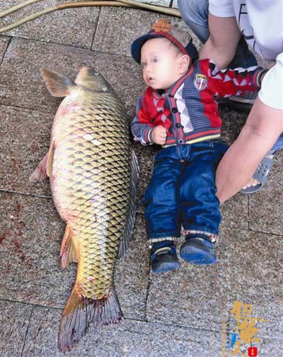 大鲤鱼身长超2岁男童达80厘米 图