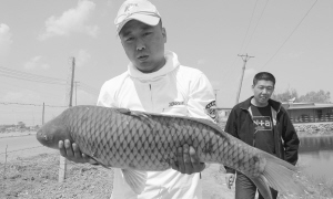 　这条长约一米的大鲤鱼重20多斤。