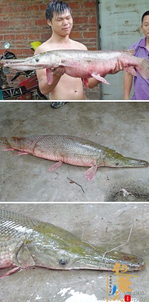 千灯湖“怪鱼”落网了！(组图）