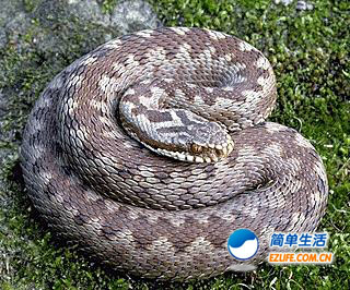 要是在野外遇到蛇咬如何急救？