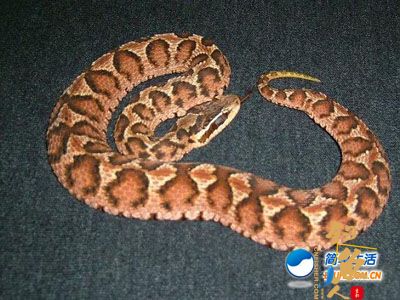 要是在野外遇到蛇咬如何急救？