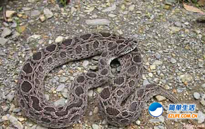 要是在野外遇到蛇咬如何急救？