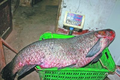 近两小时拉锯战钓起85斤大青鱼