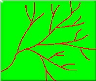 溪流水系分类 (1)树枝状水系