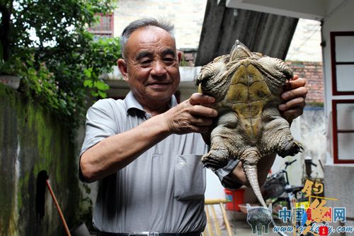 唐志泉展示其“钓”上来的野生鳄鱼龟。
