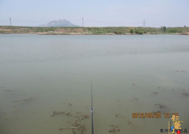 红狐出击，搏鱤开光 莱州阿伟出品 