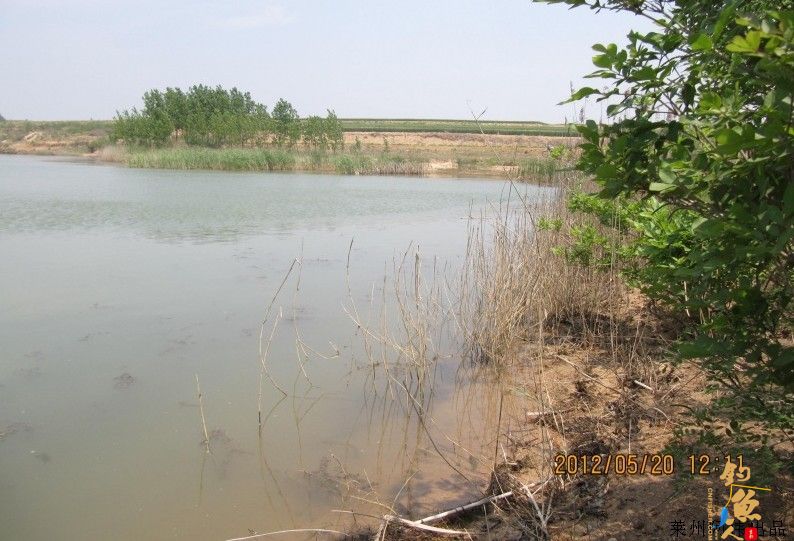 红狐出击，搏鱤开光 莱州阿伟出品 