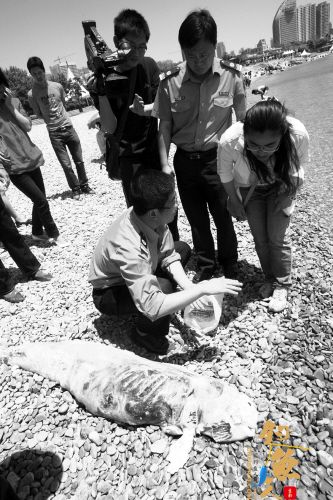 江豚吸引了不少市民 死亡江豚漂上海面 游泳者单手将其拖回岸