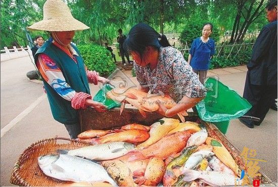 昆明月牙塘上百条大鱼疑似因缺氧死亡(图)