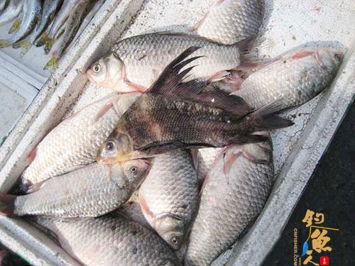 江城市场现怪鱼 市民担心不敢买