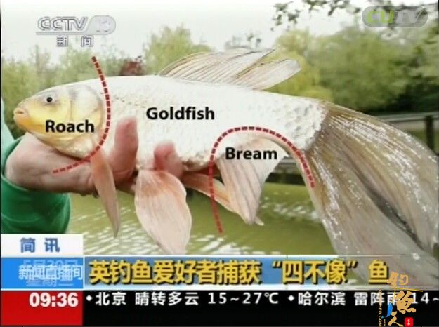 英国钓鱼爱好者近日在英国剑桥钓到一条“四不像”怪鱼