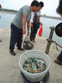 收渔网 鲜鱼价格直蹦高放鱼线 钓鱼高手钓货丰生意火 图