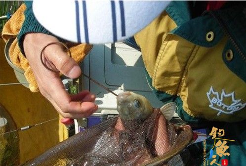 手把手教你自制鱼钩脱钩器 取钩过程