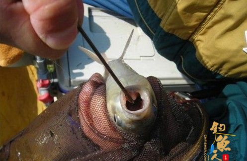 手把手教你自制鱼钩脱钩器 让鱼开口 叉入鱼钩弯处