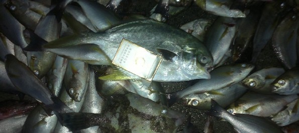 6月2日深圳爆钓黄鸡 图2