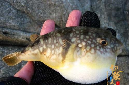 有毒 河豚,鸡泡鱼。