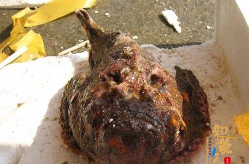 毒鱼石头鱼 海钓入门教程第三章:海钓安全 毒鱼介绍