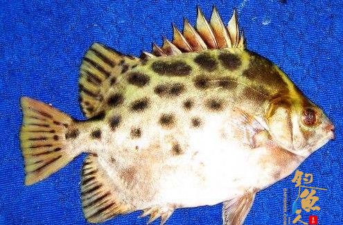 毒鱼金鼓 海钓入门教程第三章:海钓安全 毒鱼介绍