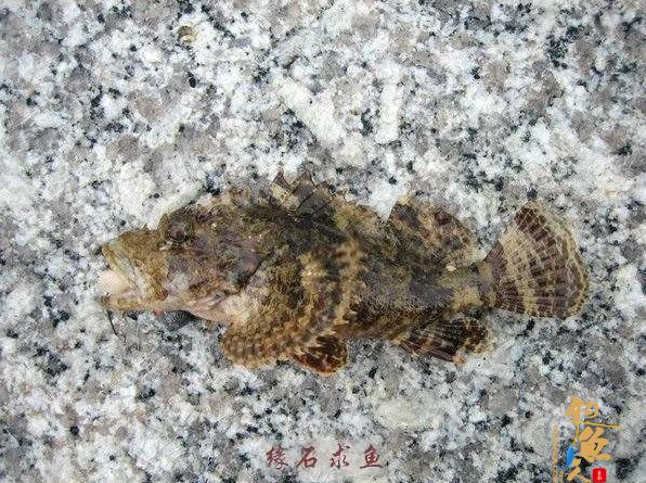 石狗公 海钓入门教程第三章：海钓安全 毒鱼介绍