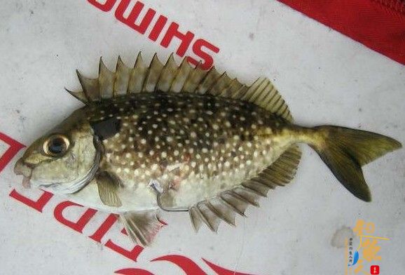 泥孟鱼 海钓入门教程第三章：海钓安全 毒鱼介绍