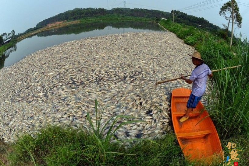 广州增城吓岗村一鱼塘疑遭投毒,死鱼达6万斤 图 1