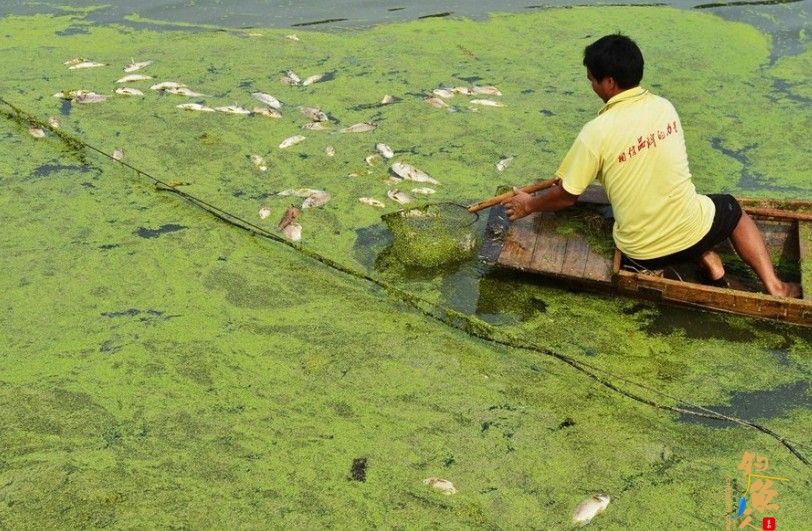 广州增城吓岗村一鱼塘疑遭投毒,死鱼达6万斤 图2 清理死鱼