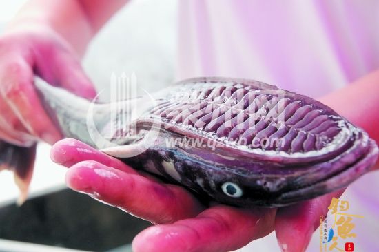 这种头上有“吸盘”的鱼就叫吸盘鱼,也叫懒汉鱼,因其第一背鳍变态形成吸盘,故得此名。吸盘鱼常以吸盘附于鲨鱼或其他大鱼、海鱼或舰船底,让这些大动物或舰船带着它周游世界各大洋,故有“最懒的海洋鱼类”和“免费旅行家”之称