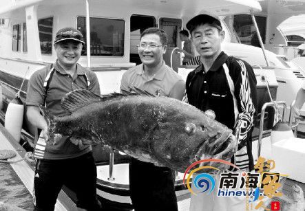 三亚钓友钓到48.75公斤大石斑 3人合力才能将其搬起 图