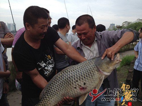 信江河里钓上一条大鱼 图