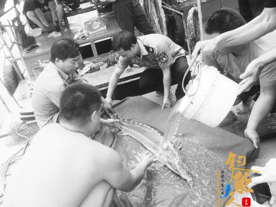 长江开渔次日渔民捕获“怪鱼” 专家鉴为中华鲟