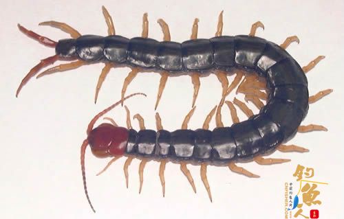 世界十大巨人蜈蚣(图一) 少棘蜈蚣/中国红头蜈蚣 