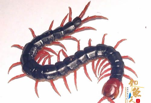 世界十大巨人蜈蚣(图一) 少棘蜈蚣/中国红头蜈蚣